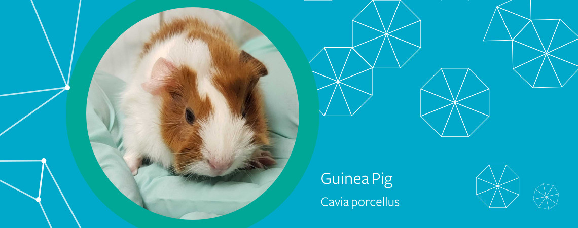 Guinea Pig